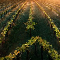 Recensione: Star Trek Picard